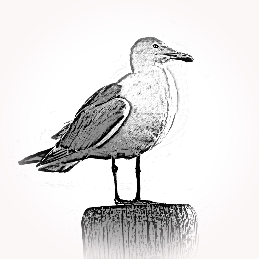 Möwe